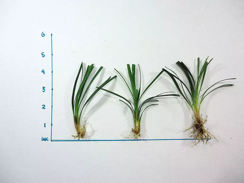 Liriope Isabella bib